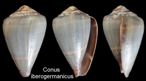 Coquillage collection - coquillage,
