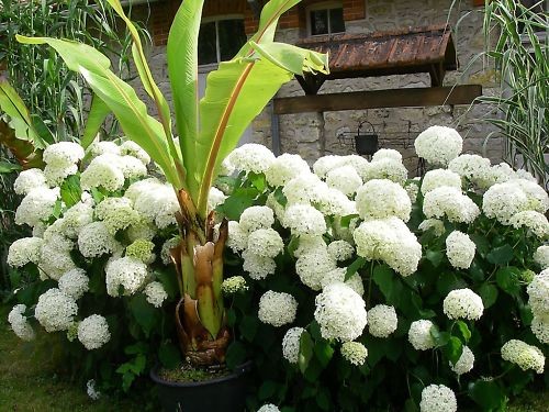 Hydrangea annabelle - hydrangea,