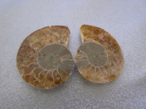 Pair madagascar ammonite - pair,