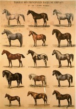 POSTER AFFICHE Chevaux Races