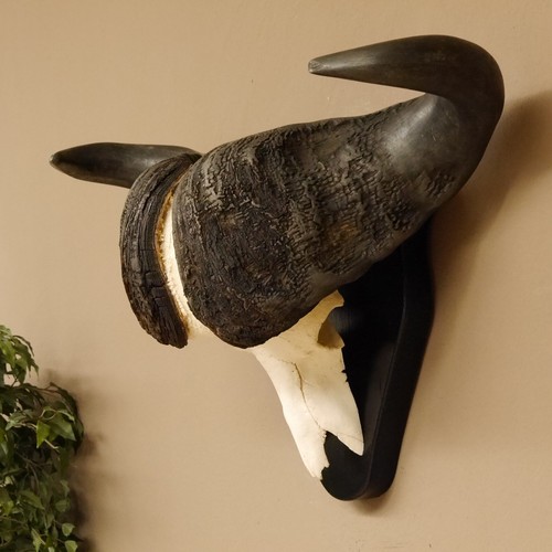 Trophée crâne buffle - crâne, de