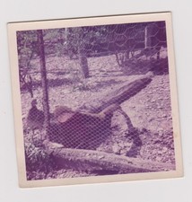 Photo ancienne - photo, 🎞️