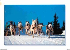 Animaux - Chiens - Husky - Attelage de Huskys - CPM - Voir Scans Recto-Verso