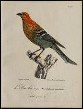 1830 - Durbec des sapins -