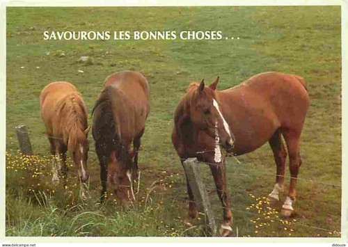 Carte postale animaux - carte,