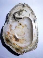 Tranche de bois pétrifié poli de Madagascar 1,265kg Vide poche cendrier