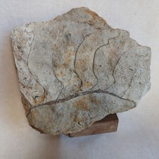 Ammonite, Fossiles France