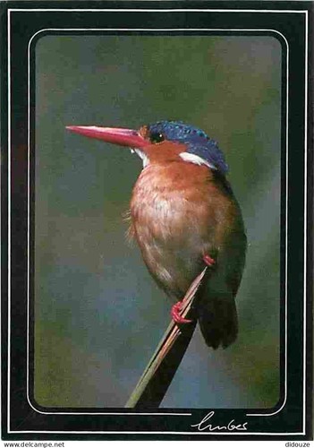 Carte postale animaux - carte,
