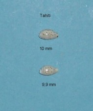 Cypraea Punctata    Trizonata
