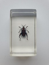 Insecte sous résine - SAGRINE SCARABEE GRENOUILLE DU LAOS - Curiosité - N°8