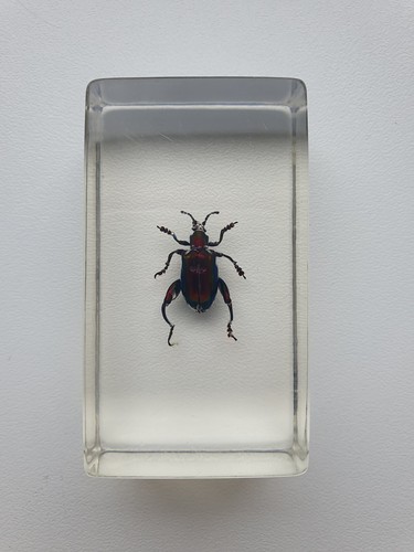 Insecte sous résine sagrine - insecte,