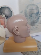 Anatomie modèle éducatif de
