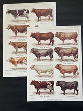 2 Planches originales ancienne Races Bovines 🐄 Larousse 1932 Artist Dessertenne