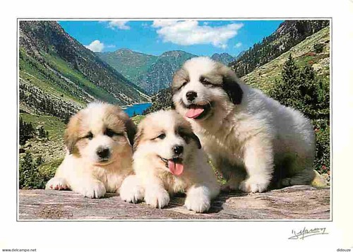 Carte postale animaux - postale,