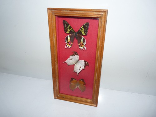 Ancien cadre papillon - cadre,