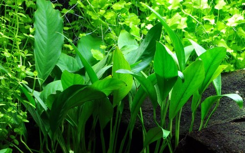 Plante aquarium anubias - plante, d’aquarium