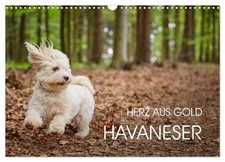 Bichon havanais - cœur d'or