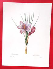 Lithographie Fleurs  (34 x 25,50 cm)  CROCUS SAFRAN  P.J Redouté (1759-1840) #13