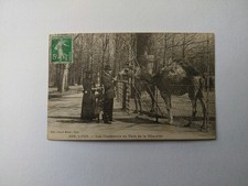 CPA . 69 Lyon Les Chameaux Au Parc De La Tête D'or