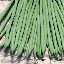 Haricot Nain À Filet Triomphe De Farcy 50 GRAINES