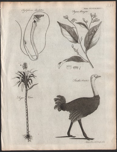 1797 rare gravure oiseaux - gravure,