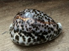 Coquillage Cypraea Tigris longueur 100 mm gros specimen