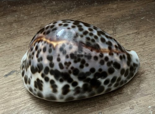 Coquillage cypraea tigris - cypraea,