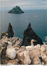 Animaux - Oiseaux - Oiseaux de Mer - Fous de Bassan - Irlande - Skellig Rocks -