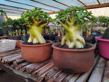 Adenium arabicum hybride thai - adenium,