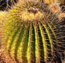 Echinocactus visnaga SEEDS -