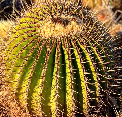 Echinocactus visnaga seeds - echinocactus,