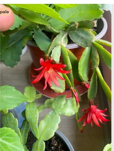 Cactus pâques - cactus,