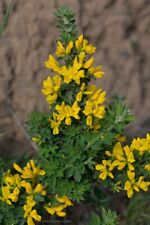 Genista Monspessulana ( 20