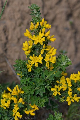 Genista monspessulana 20 - genista,