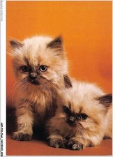 AKPP10-0784-CHAT - CHATON