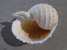 Coquillage :  NEW TONNIDAE TONNA LISCHKEANA de  140 X 115 mm NLL ZELANDE