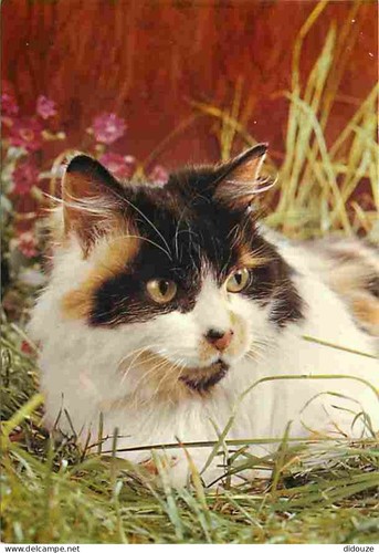 Carte postale animaux - carte,