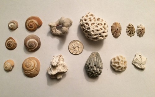 Shells coral snail - coral, other