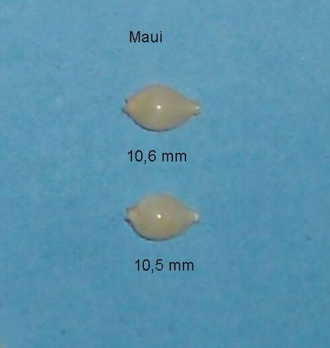 Cypraea mauensis hawaii - ,