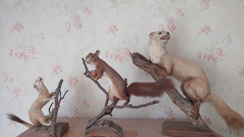 Trophees chasse - trophees,