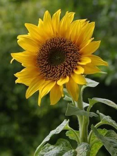 Graines tournesol geant - 20,