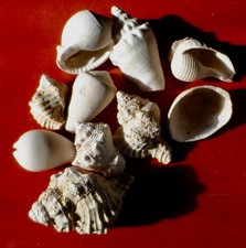 GASTÉROPODES FOSSILES