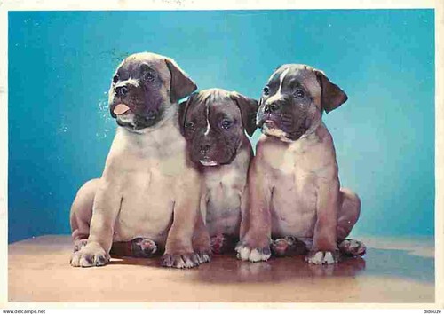 chiots carlin