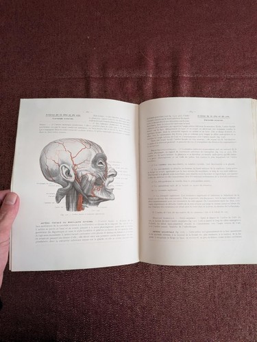 Anatomie humaine h - humaine, –