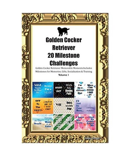 Golden cocker retriever - cocker,