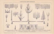 Formes De Taille D'Arbre