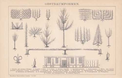 Formes taille arbre - de,