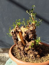 Bonsaï olivier 36 x 26 cm plante Yamadori tronc creusé par des temps...