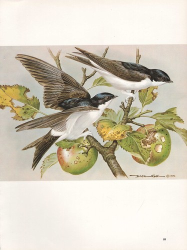Belle impression oiseau - impression, d’oiseau