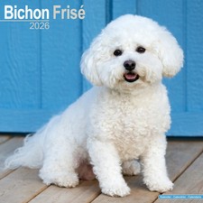 Calendrier 2026 - BICHON FRISE